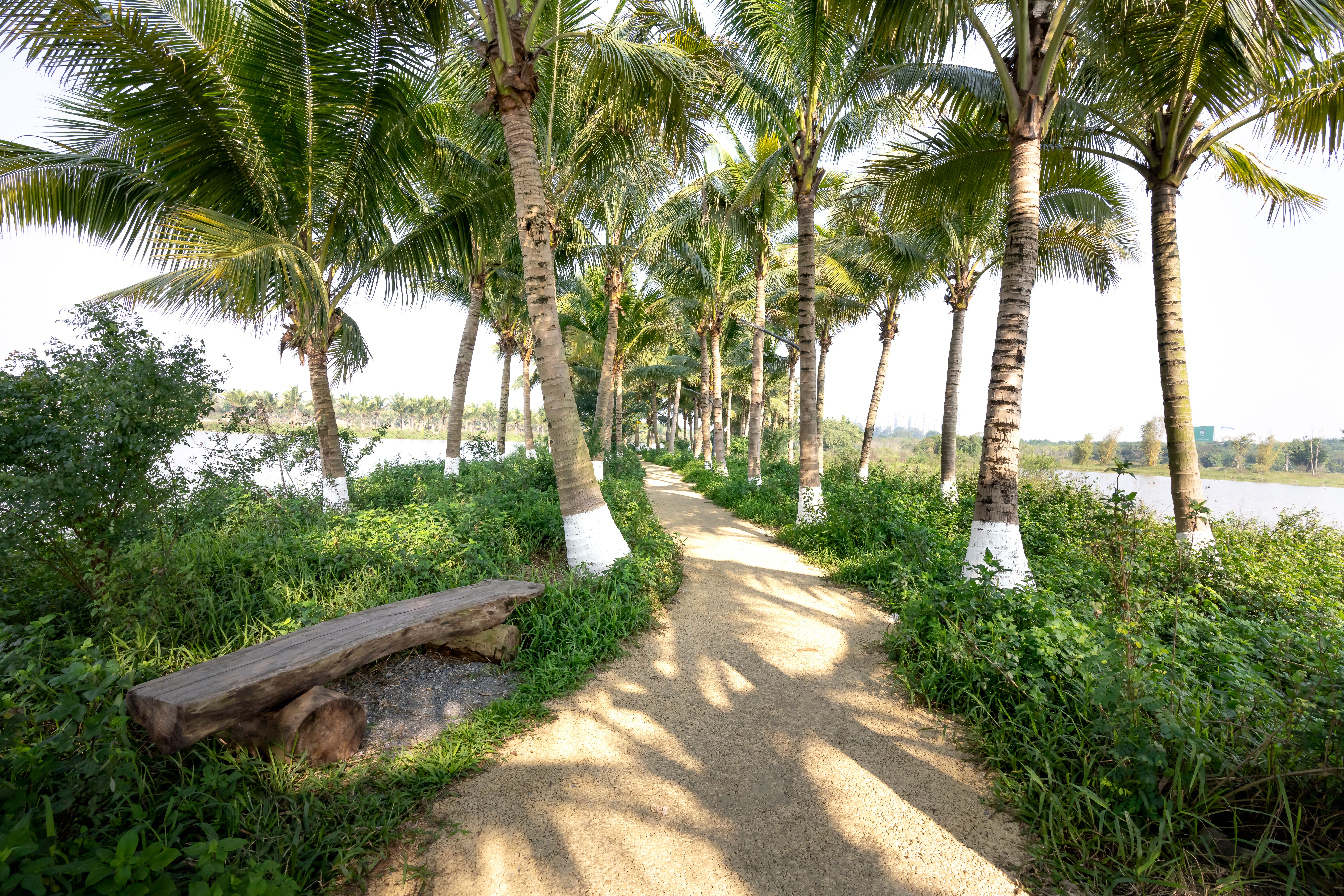 Footpath between verdant palms on riverside in park · Free Stock Photo