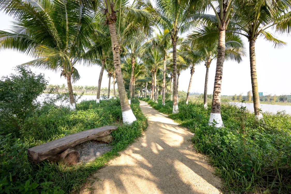 Footpath between verdant palms on riverside in park · Free Stock Photo