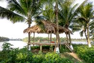 Wooden arbor with hay roof between abundant palms located on grassy river bank in tropical countryside