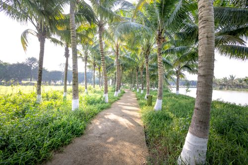 Free Picturesque view of narrow pathway between verdant palms on grassy river coast on sunny summer day Stock Photo