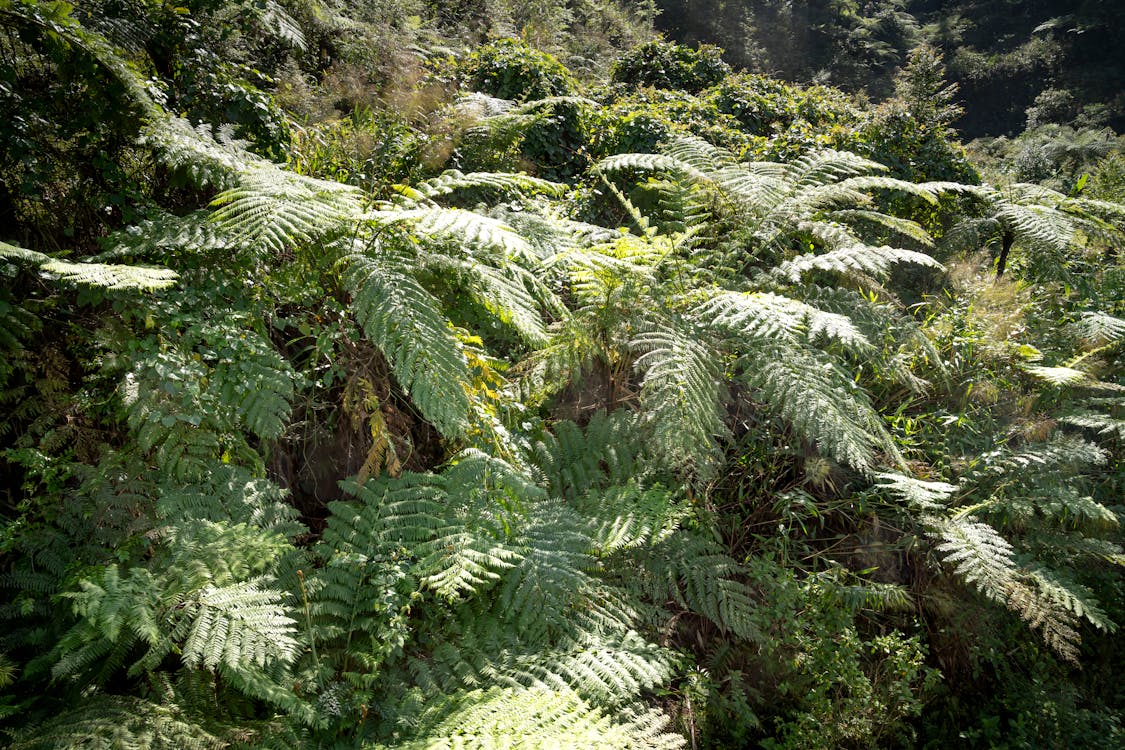 Tree ferns with lush leaves in forest