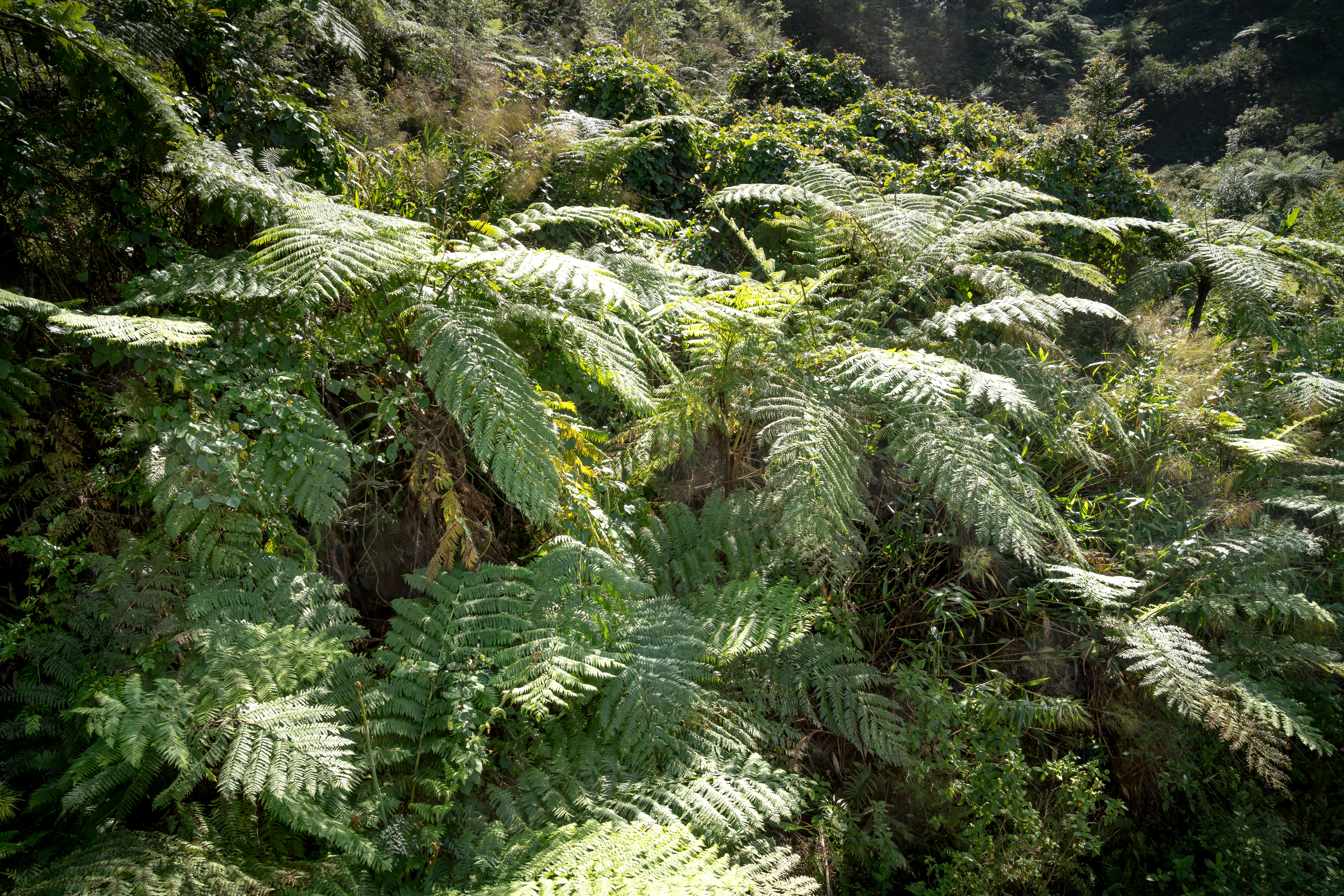 color green forest lush fern ferns overgrown verdant underbrush jungle  pacific northwest spring rainforest Stock Photo - Alamy