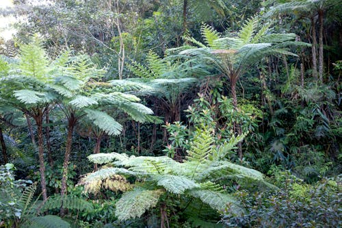 Rainforest with tree ferns on sunny day
