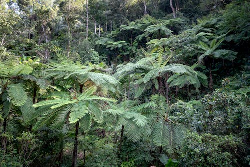 Gratis lagerfoto af amazonas regnskov, blad, bølget
