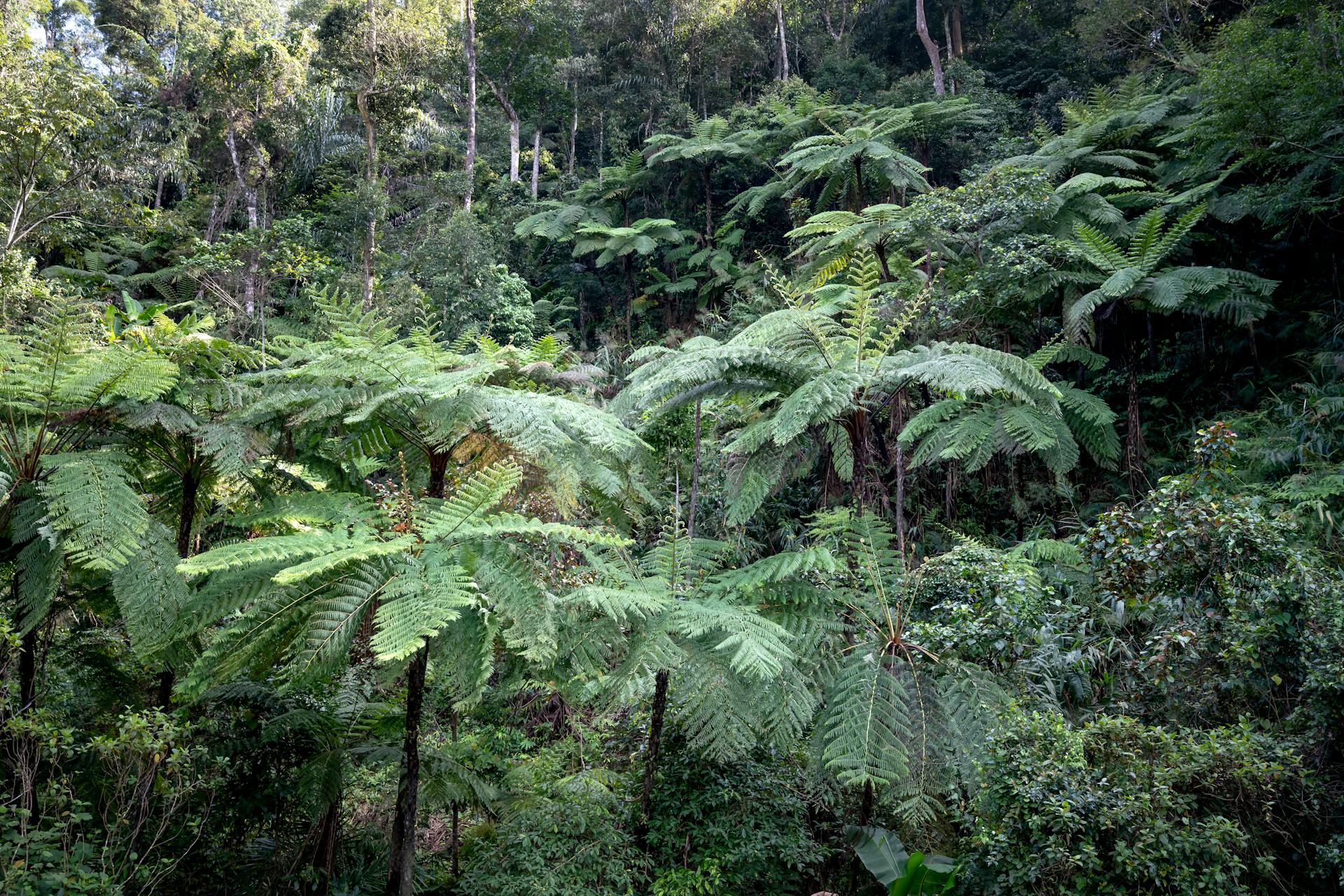 Picturesque view of tree ferns with curved foliage and thin trunks growing in tropical woods in daylight