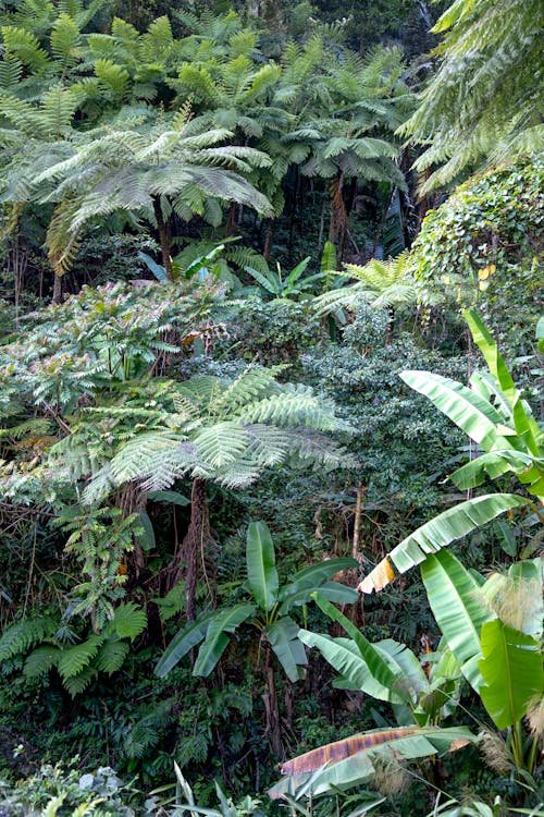 Scenic view of tree ferns with lush green leaves and banana plants growing in forest