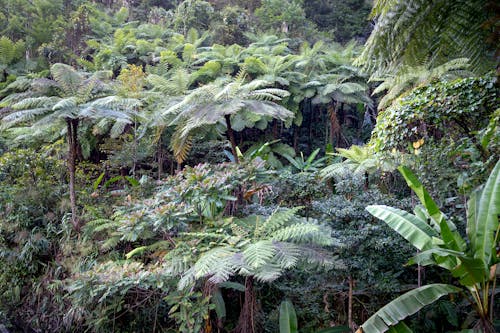 Scenic view of tree ferns and banana plants with lush green leaves growing in woods