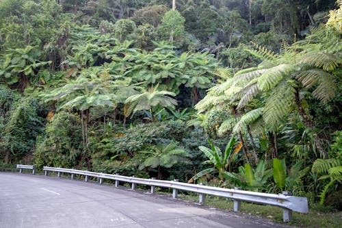 Empty road against lush tropical trees in summer