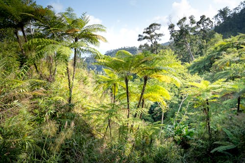 Spectacular view of overgrown tropical trees with lush green leaves growing in rainforest under cloudy sky in sunlight