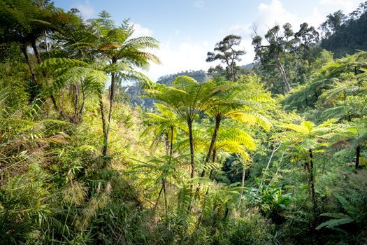 Mt Kinabalu summit climb (2 days) — Borneo