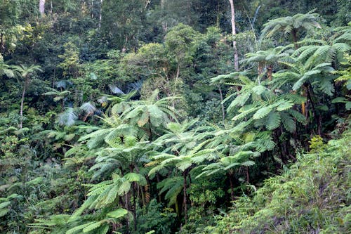 Tropical trees with lush foliage in forest