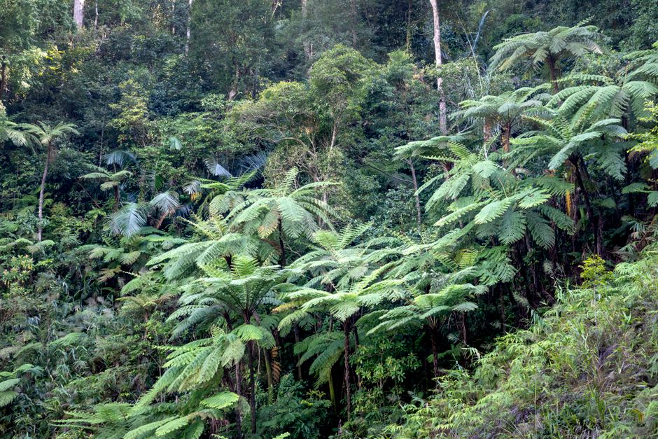 Menjelajahi Keindahan Hutan Hujan Tropis Pulau Yapen