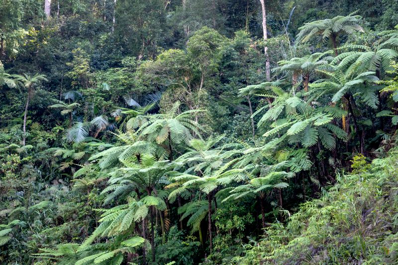 Colo-i-Suva & the Green Hills