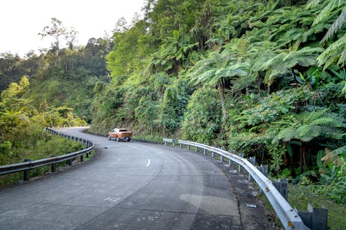 Car driving on wavy road between exotic trees in mountains