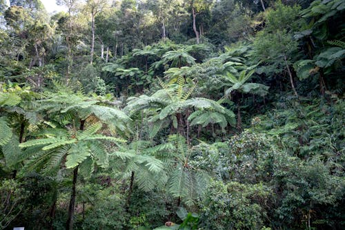 Scenic view of tropical woods with lush green trees growing on mount in daytime