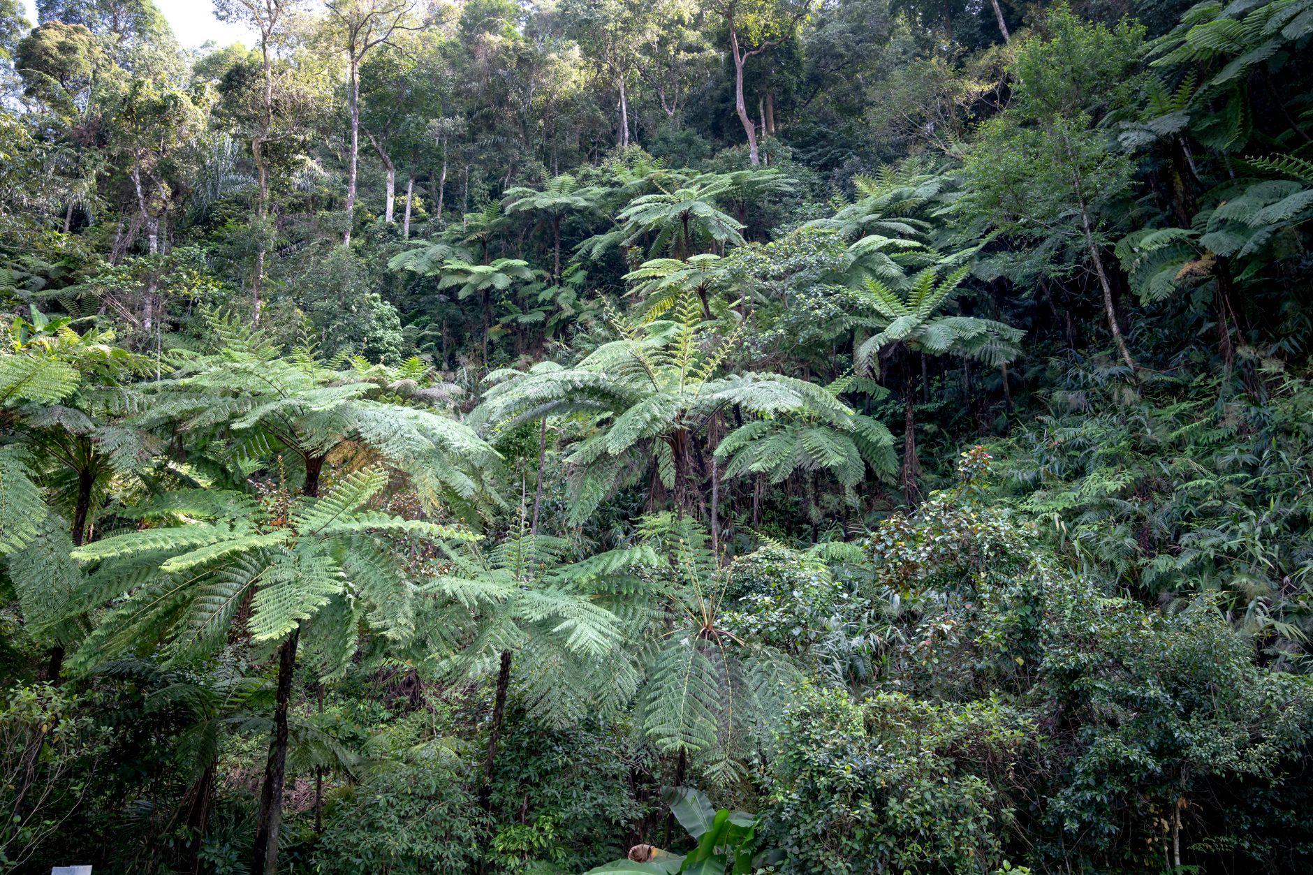 Papua New Guinea, Papua New Guinea