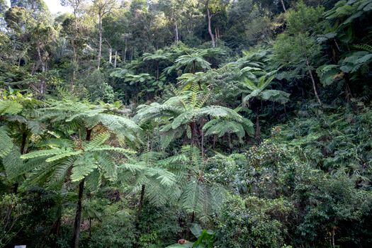 Mt Kinabalu summit climb (2 days) — Borneo