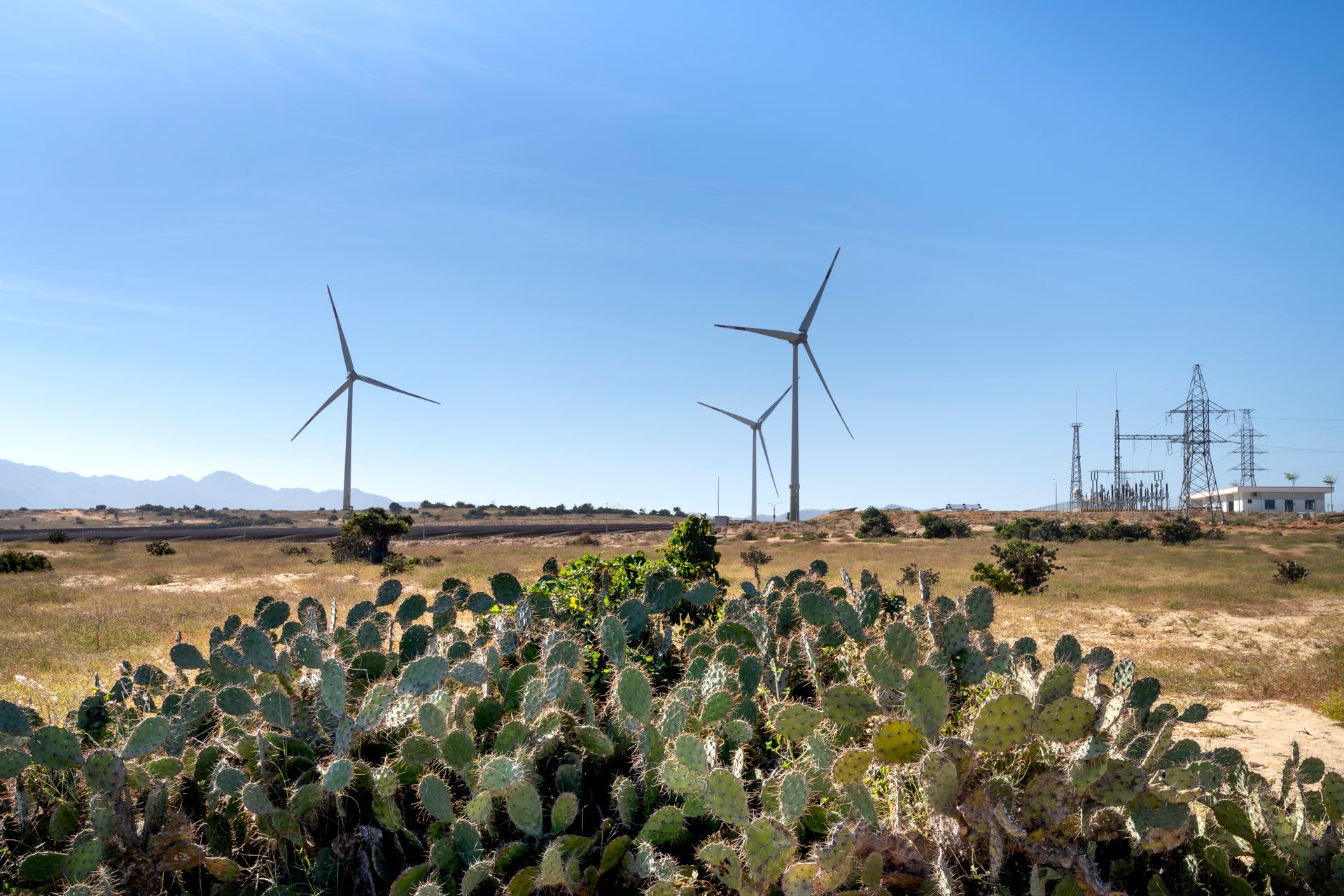 Wind turbines amid a desert landscape with cacti foreground, showcasing sustainable energy.