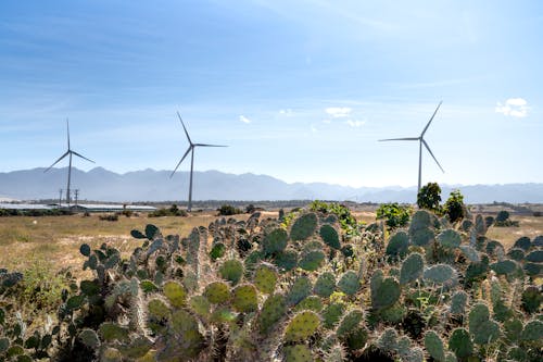 Prickly succulent plants on terrain against wind generators and mount under cloudy blue sky in countryside on sunny day