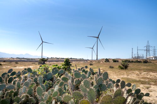 Windmills on terrain between cacti and electric towers