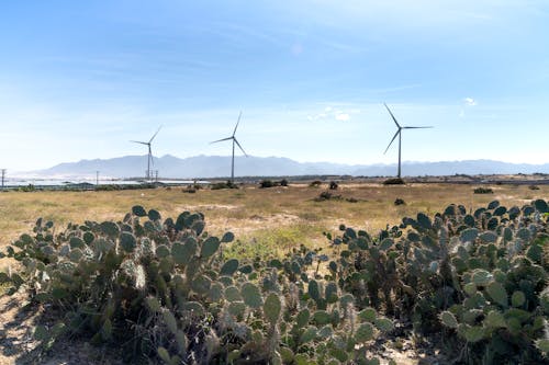 Wind turbines on land between prickly succulent plants and mountain silhouette under cloudy sky in countryside