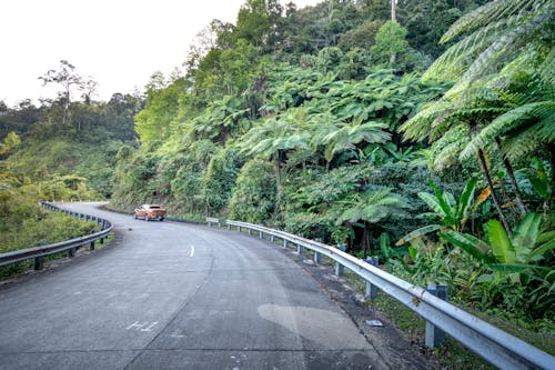Auto driving on curved asphalt roadway with fences between lush green trees on mounts in daylight