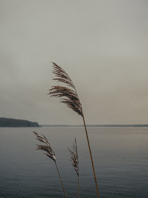 buğday, deniz, dikey atış içeren Ücretsiz stok fotoğraf