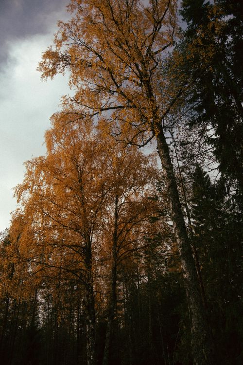 Free Beautiful vertical shot of autumn trees with golden leaves in a serene forest. Stock Photo