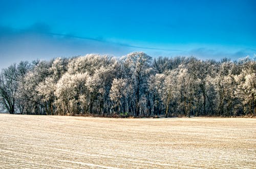 Foto d'estoc gratuïta de arbres, camp, cobert de neu