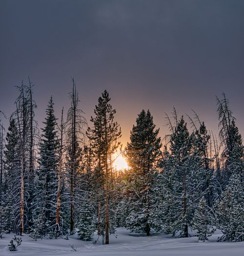 Free Serene winter sunset over a snow-covered pine forest in Wyoming, USA. Tranquil natural scenery. Stock Photo
