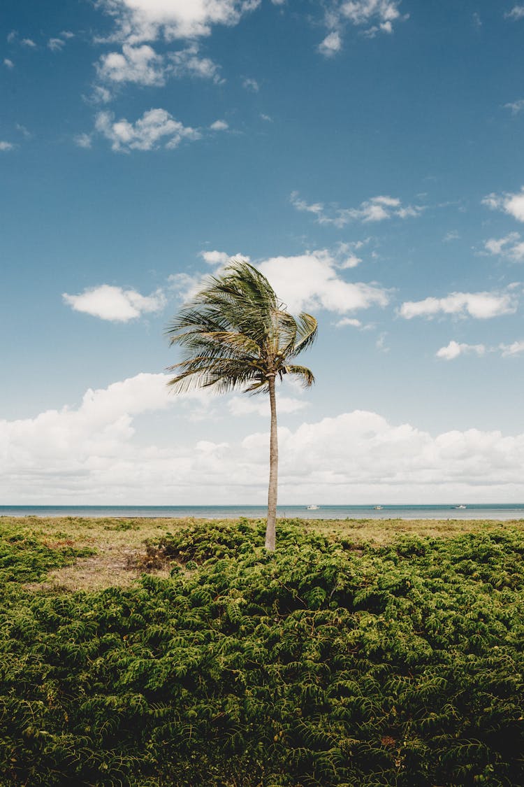 Lonely Palm Tree On Grassland Against Sea In Summer