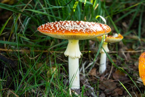 Free Poisonous Wild Mushroom on the Ground Stock Photo