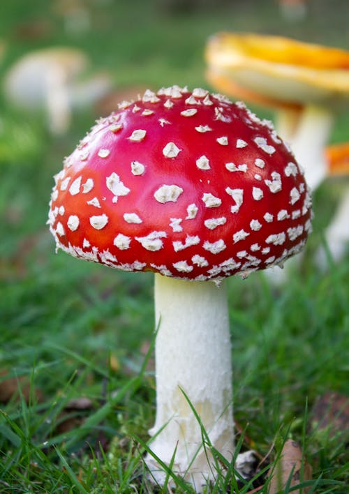 Free Wild Poisonous Mushroom Growing on the Ground Stock Photo