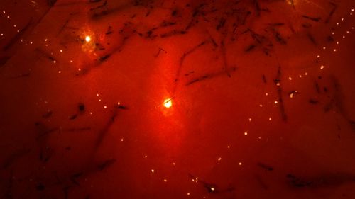 Free stock photo of bar top, lights, red Stock Photo