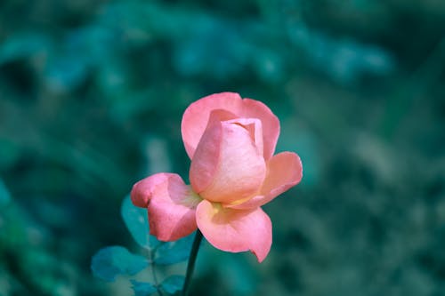  Pink Rose Starting to Bloom