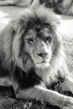 Majestic lion resting in a monochrome outdoor setting, exemplifying wildlife beauty.