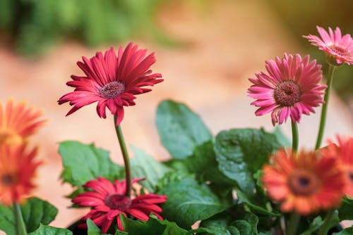 Close-Up Shot of Pink Flowers in Bloom