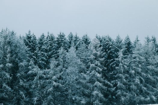 Snow-covered evergreen trees in a serene winter forest.