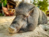 Selective Focus Photo of a Black Pig Lying on the Ground