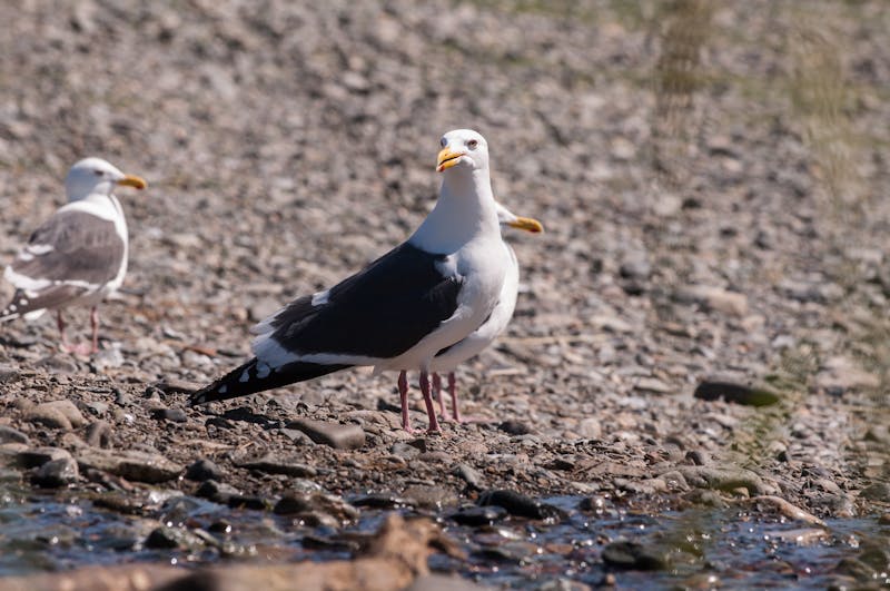 Installation Pompe a Chaleur