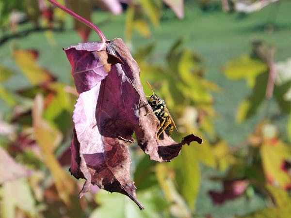Plumbing installation
