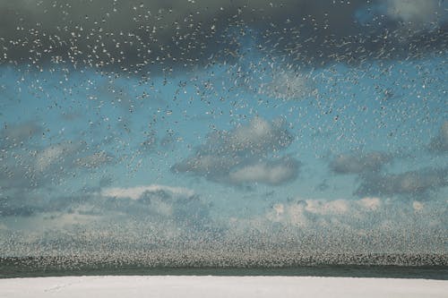 Huge flock of wild seagulls soaring over sea with snowy coast against blue sky with clouds in winter day