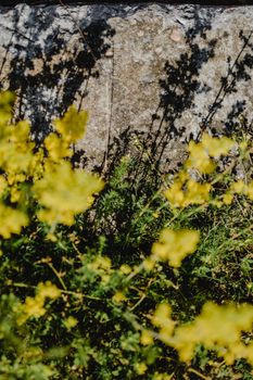 patrinia yellow wildflower