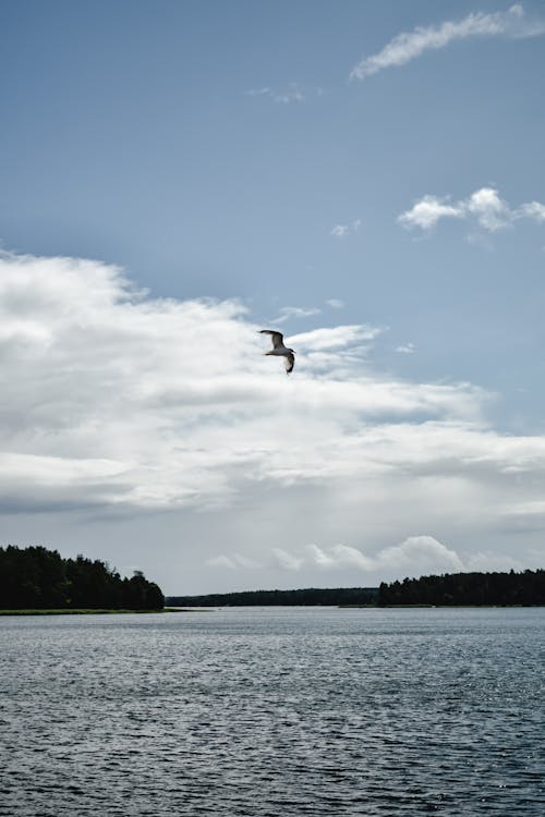 Gratis stockfoto met dierenfotografie, fotografie van vogels, oceaan