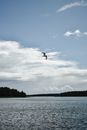 Free stock photo of beach, bird, bird flying