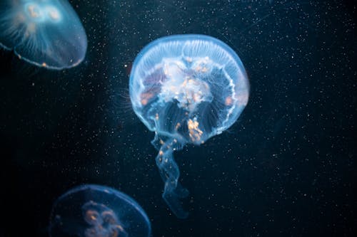 Foto profissional grátis de água-viva, animais aquáticos, escuro