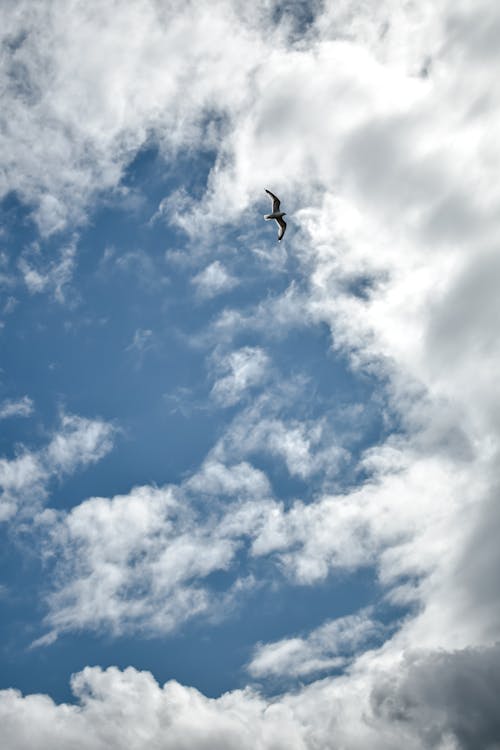 Bird Flying Under Blue Sky With White Clouds