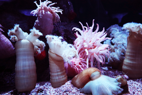 Free Explore the vivid colors and textures of sea anemones thriving in their natural underwater habitat. Stock Photo