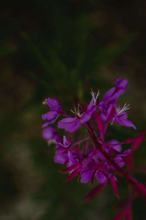 onagraceae, おしべ, スーパーブルームの無料の写真素材