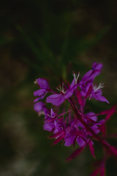 Foto profissional grátis de borrão, de flores, estame